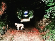 IMG_20190716_222449_958